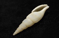 秉川布紋螺藏品圖，第11張