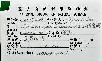山貓寶螺藏品圖，第12張