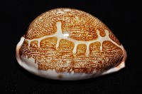 泛紅地圖寶螺藏品圖，第5張