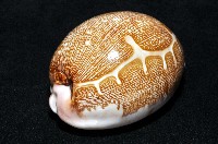 泛紅地圖寶螺藏品圖，第6張