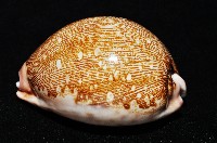 泛紅地圖寶螺藏品圖，第10張