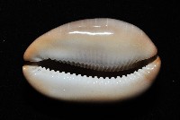 金棗寶螺藏品圖，第8張