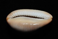 金棗寶螺藏品圖，第12張