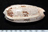 錦綢榧螺藏品圖，第3張