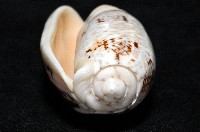 錦綢榧螺藏品圖，第8張