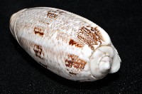 錦綢榧螺藏品圖，第11張