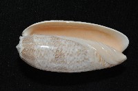 錦綢榧螺藏品圖，第18張