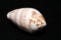 姆指筆螺藏品圖，第7張
