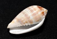 姆指筆螺藏品圖，第8張