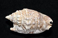 緋袖鳳凰螺藏品圖，第3張