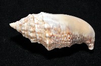 緋袖鳳凰螺藏品圖，第4張
