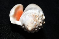 緋袖鳳凰螺藏品圖，第6張