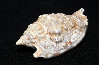 緋袖鳳凰螺藏品圖，第7張