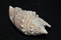 緋袖鳳凰螺藏品圖，第8張