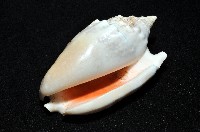 緋袖鳳凰螺藏品圖，第9張