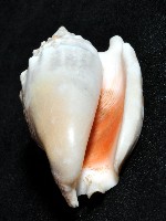 緋袖鳳凰螺藏品圖，第10張
