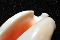 緋袖鳳凰螺藏品圖，第11張