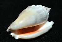 緋袖鳳凰螺藏品圖，第13張