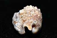 緋袖鳳凰螺藏品圖，第14張