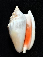 緋袖鳳凰螺藏品圖，第15張
