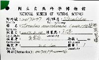 緋袖鳳凰螺藏品圖，第16張