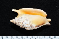 金袖鳳凰螺藏品圖，第1張