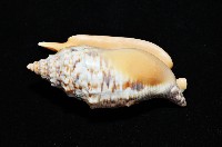 金袖鳳凰螺藏品圖，第4張