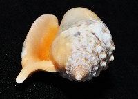 金袖鳳凰螺藏品圖，第5張