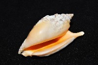 金袖鳳凰螺藏品圖，第8張