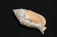 金袖鳳凰螺藏品圖，第9張