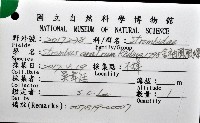 金袖鳳凰螺藏品圖，第12張