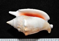 紅袖鳳凰螺藏品圖，第2張