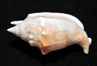 紅袖鳳凰螺藏品圖，第3張