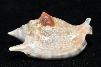紅袖鳳凰螺藏品圖，第4張