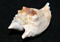 紅袖鳳凰螺藏品圖，第7張