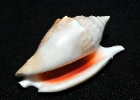 紅袖鳳凰螺藏品圖，第9張