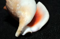 紅袖鳳凰螺藏品圖，第10張