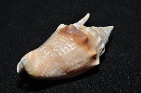 紅袖鳳凰螺藏品圖，第13張