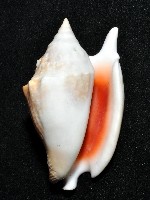 紅袖鳳凰螺藏品圖，第14張