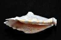 紫袖鳳凰螺藏品圖，第2張