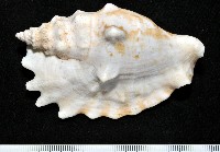 紫袖鳳凰螺藏品圖，第3張