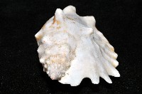 紫袖鳳凰螺藏品圖，第5張