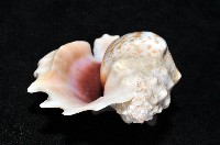 紫袖鳳凰螺藏品圖，第6張