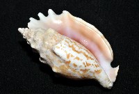 紫袖鳳凰螺藏品圖，第8張