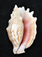 紫袖鳳凰螺藏品圖，第12張