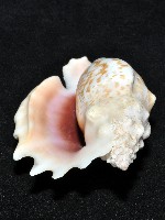 紫袖鳳凰螺藏品圖，第13張