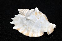 紫袖鳳凰螺藏品圖，第14張