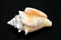 金拳鳳凰螺藏品圖，第4張