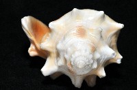 金拳鳳凰螺藏品圖，第5張
