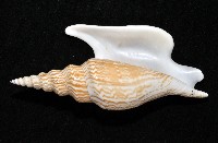 金斧鳳凰螺藏品圖，第4張